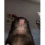RAT ARMYYY