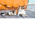 Chat calico