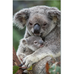 Koala club XD