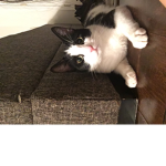 Kitty ###### :D