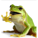 The frogs group yaaaa!