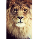 #The Lions Pride
