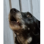 CRAZY DOGS!