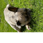 DogLifexx