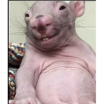 Rats10.0