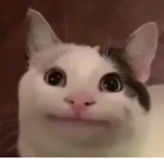 Catto bois