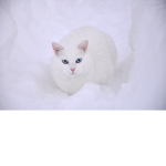 ~'Iceclan`~