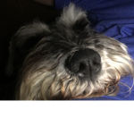 Dogs cute bro