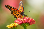 Pink Butterflyz