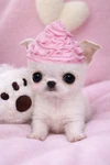 littlest pups Group Thumbnail