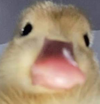 -Duck•