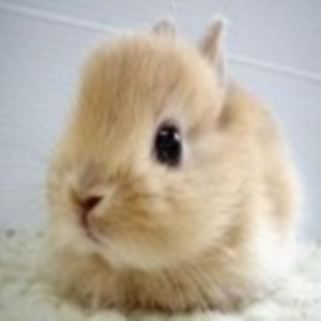 핑꾸점프맵 토끼점프맵