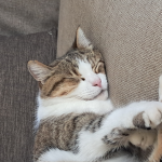 Die cool cat gang