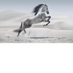 Wild horses academy