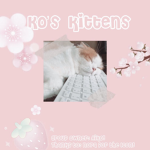 Ko’s Kittens