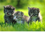 Warrior cats (by lane)