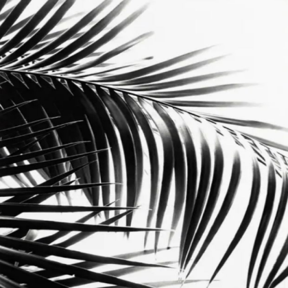 palm black and white Roblox decal