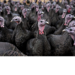 TURKEY'S ARMY