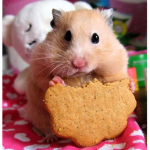 Georgian hamsters!