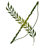 The Dalish