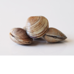 Clam Clothing :>