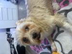 I love adopt me pet