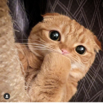 Kitty kat killa