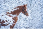 Black stallion and green forest Equestrian center