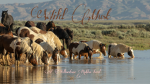 The Wild Must Yellowstone Herd!