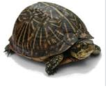 Turtles are amazingly cute