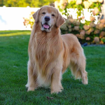 Tucker Budzyn