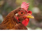 The Chicken Crew Army!