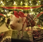 Brooklyn’s piggy’s!!