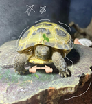 Turtle islands fan group!