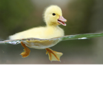 Ducky squad (maker Elena)