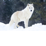 wolf_Luna_squad