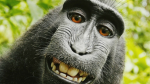 Church of the Monkey