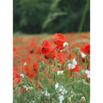 Poppy Flower Group :)