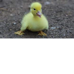 Double duck army