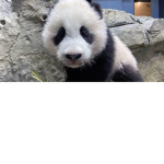 Da Pandas Of Da King