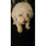 MY DOG!!!!