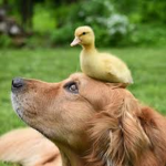 I heart ducks a lot
