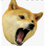 Doge is the best…
