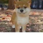 Kawaii shiba inu :3