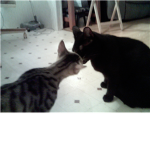 all animal lover group(only animal lovers allowed)