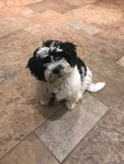 Pandy cutie pup