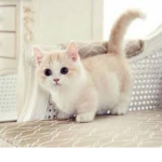 Cat Army*