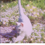 Milk¥wa¥