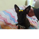 Lucca pelo