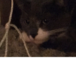 Realm of the Catto